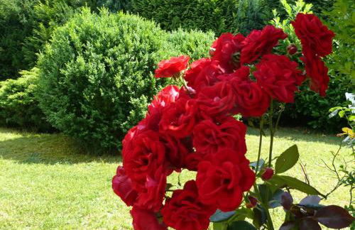 Wald und Wiese - Foto 14