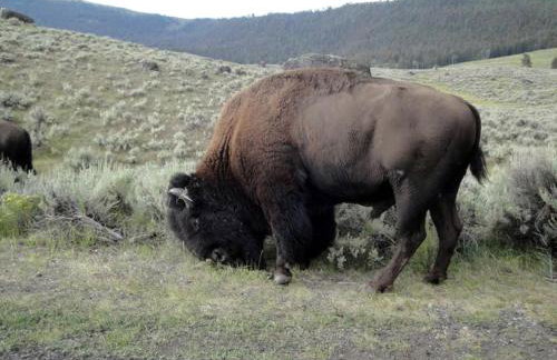 Secluded Lodge Rental for Large Groups in Lewis and Clark National Forest, Montana - Foto 23