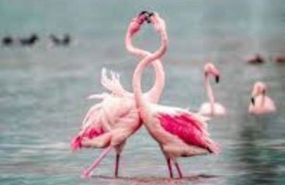 Stella di Mare - Cà Savio - Foto 59