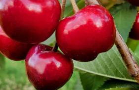 Ferienhaus Löwenherz - Foto 73