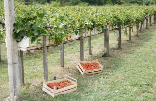 Villa Dola with private pool - Photo 45