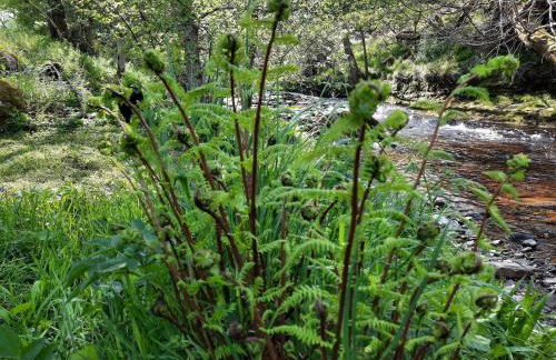 Highland River Cottage with Hot Tub - Foto 57