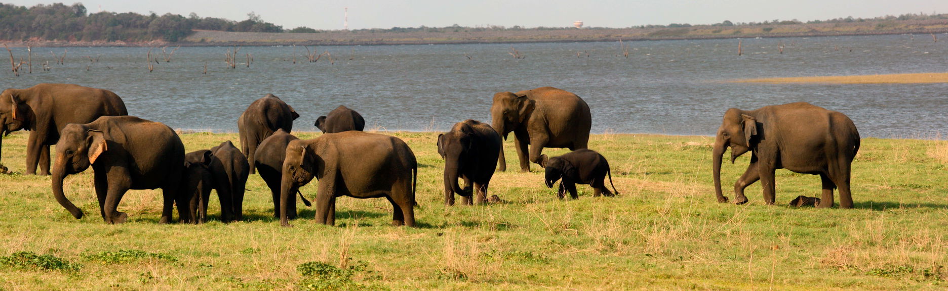 Kaudulla National Park Private Safari - Foto 1