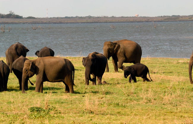 Safari privato al Parco Nazionale di Kaudulla - Foto 1