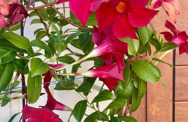 Casa da Costeira - Foto 52