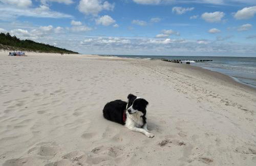 Apartament Sosnowy AKTENA Shellter Rogowo - Foto 24