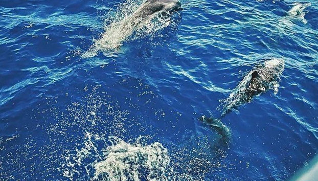 Riviera Romagnola Half-Day Boat Tour - Foto 5