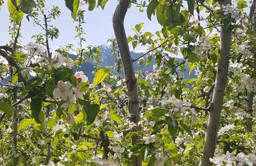 WEINBERG APARTMENTS with Brixen Südtirol Card - Photo 44