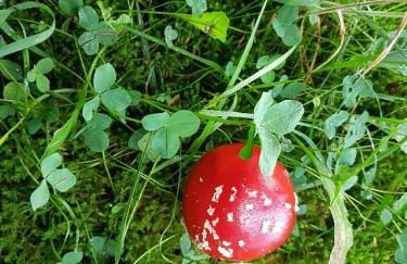 Pilgrims "Franz" großzügige Unterkunft Sauerland - Foto 24