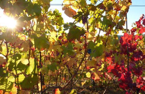 Bricco Rosso - Foto 59