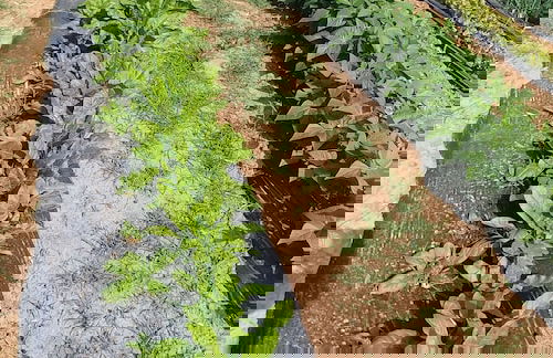 La Piana degli Ulivi - Foto 40