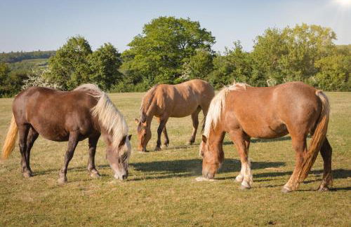 Schäfer's Ferienhof Michaelsberg - Foto 55