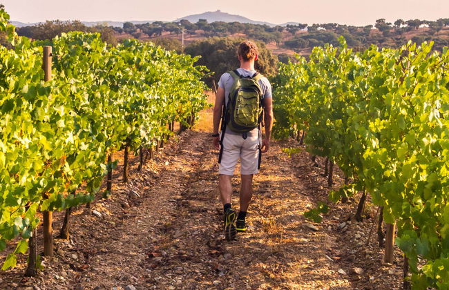 Bairrada Wine Region Tour - Photo 1