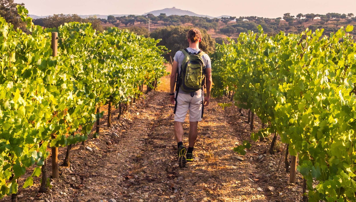 Bairrada Wine Region Tour