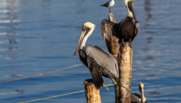 Aves en Isla Aguada