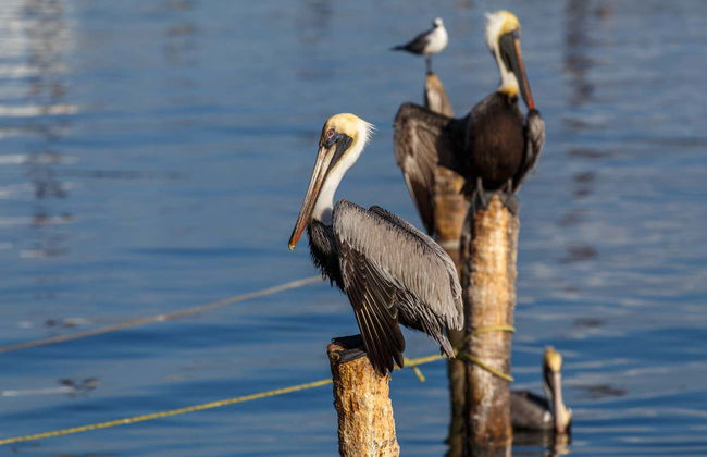 Giro in barca sulla laguna di Términos - Foto 3
