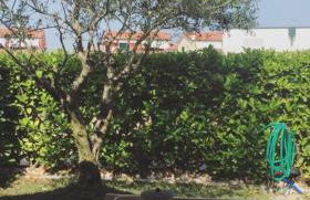 Regal beach - Foto 10