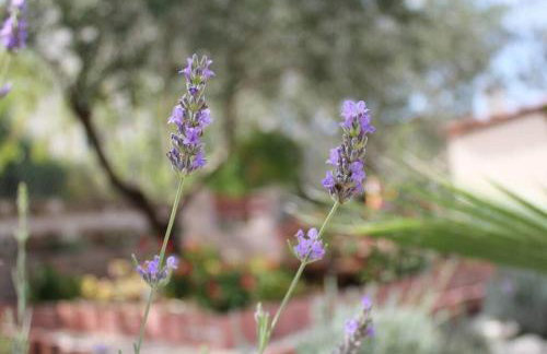 Orhideja Apartment - Foto 18