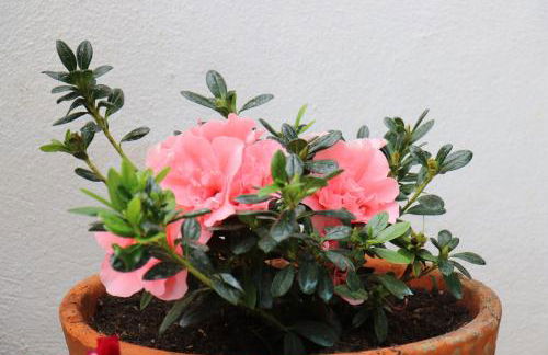 casa de sintra - Foto 22