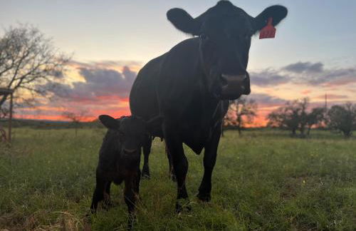 Hickory Ridge Hideaway Cabin - Romantic, Peaceful - Photo 10