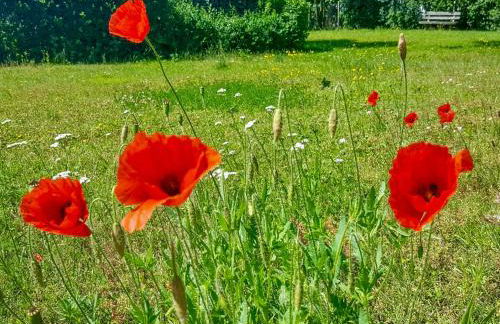 Ferienwohnungen Klein Kapelle - Foto 6