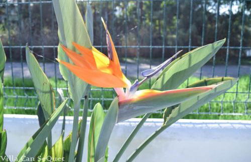 Villa Can SeQuet (Playa de Muro) - Foto 17