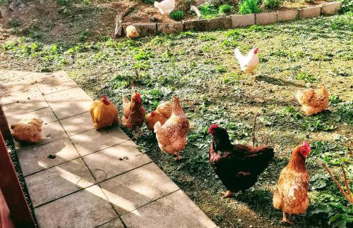 The Nook @ Rowan Tree Cottage - Foto 31