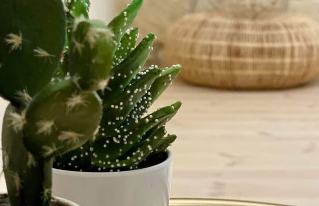 Private Two-house Villa With Pool in Olive Garden - Foto 3