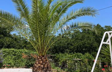 Horta do Monte - Foto 45