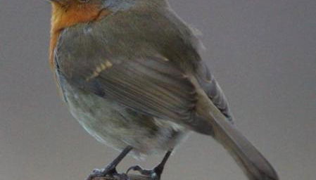 Lodges at the Mains - Foto 3