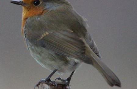 Lodges at the Mains - Photo 3