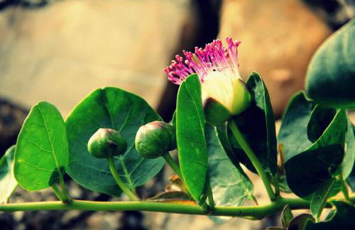 Ca dell'acciuga - Foto 38