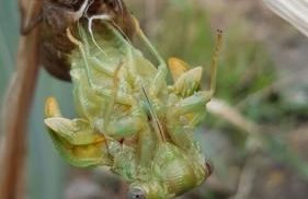 La Maison des Armas - Foto 32