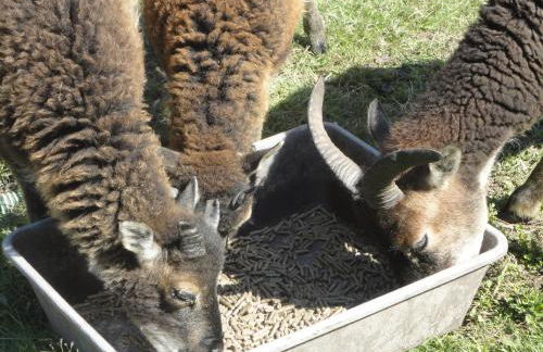 Sonnige Wohnung im Waldgebiet - Foto 18