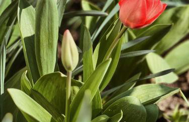 Ferienwohnung Moselflair mit direktem Blick auf die Mosel und Weinberge - Foto 8