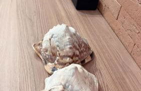 Milagres Hospedagens - Praia e Vista Coqueiros - Foto 49