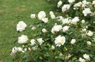 I Giardini di Marcello - Villa 1 - Foto 51