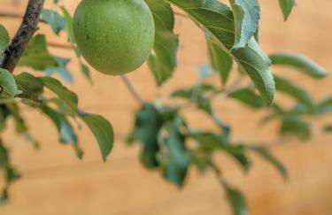 Linda House Corfu - Foto 50