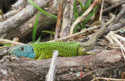 Luz da Lúa - Casa del campo - Foto 33