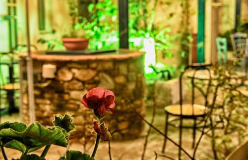 Plumeria Flowery - Foto 22