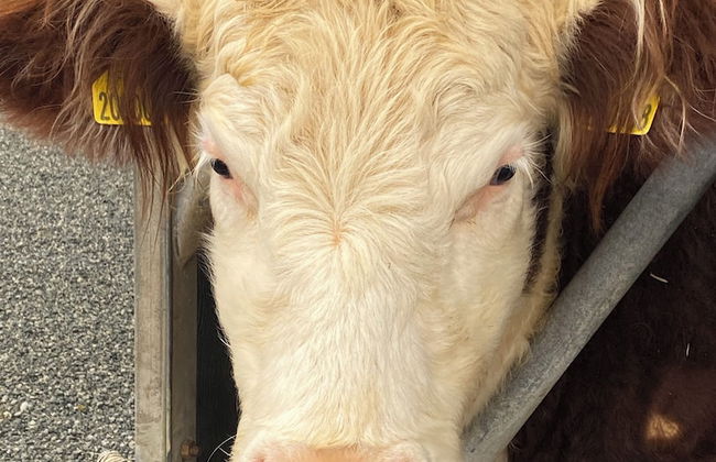 Dawn Chorus Holidays - Foto 80