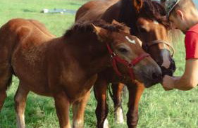 Noclegi i Agroturystyka Dorota Rusnak - Foto 5