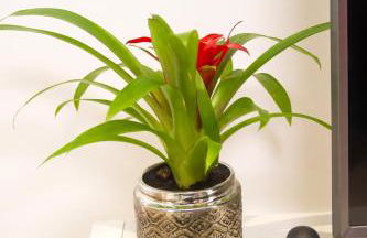 Batalha - Ferreiras Apartment - Foto 17