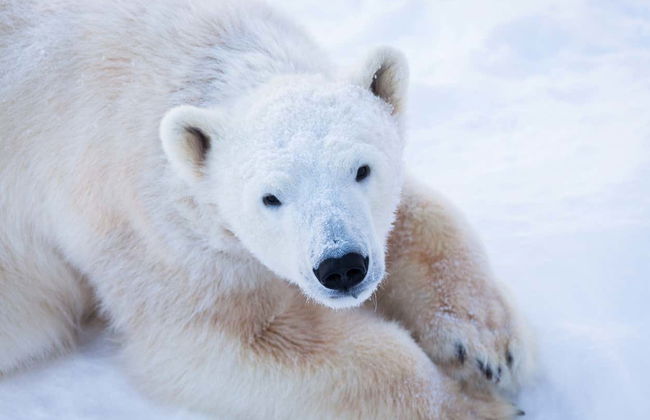 Ranua Wildlife Park Trip - Foto 3