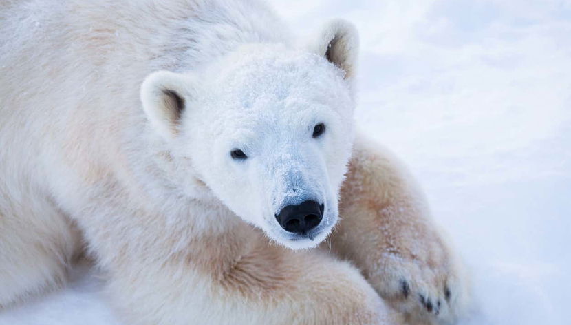 Ranua Wildlife Park Trip - Photo 3