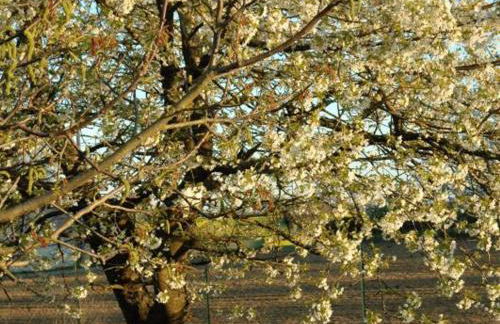 Chalet indépendant avec jardin et accès piscine près de St Pourçain - FR-1-489-151 - Foto 19