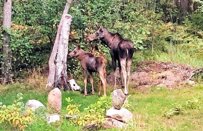 5 Person Holiday Home in Djurhamn-by Traum - Foto 30