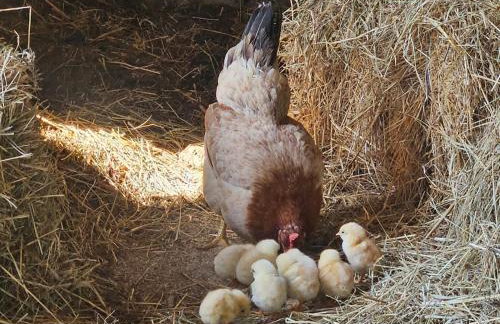 Farmica, Bed&Breakfast, Bazen izdvojen nekoliko minuta hoda - Foto 25