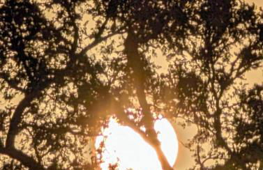 Gerrie's Place at Figment Ranch Foundation Animal Sanctuary near Round Top Texas - Foto 17