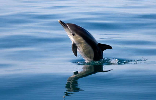 Faro Dolphin Watching Tour - Photo 7